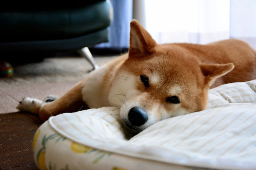 犬がトイレを覚えてくれない！よくある失敗談と対応方法